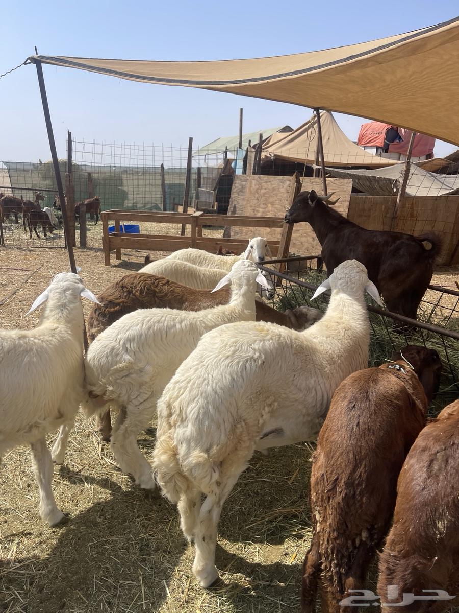 I am a free Italian shepherd, and I raise southern goats near me.63221056740481114