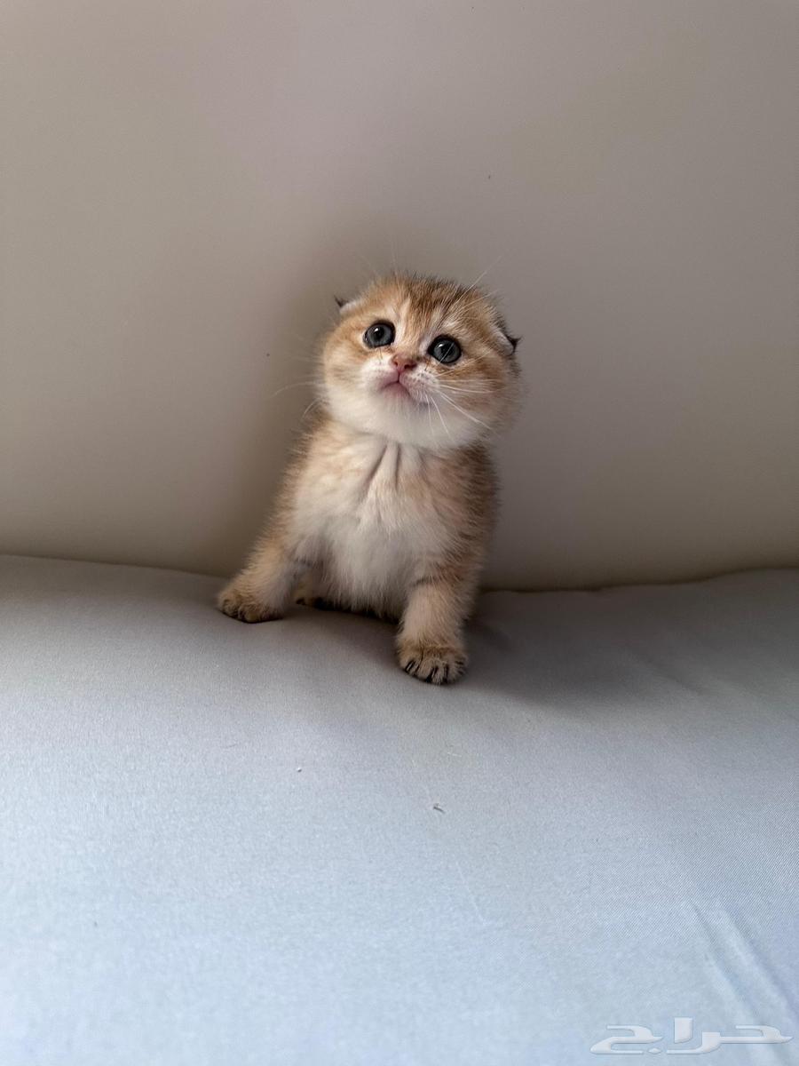 Scottish Fold cat for sale63220521038594111