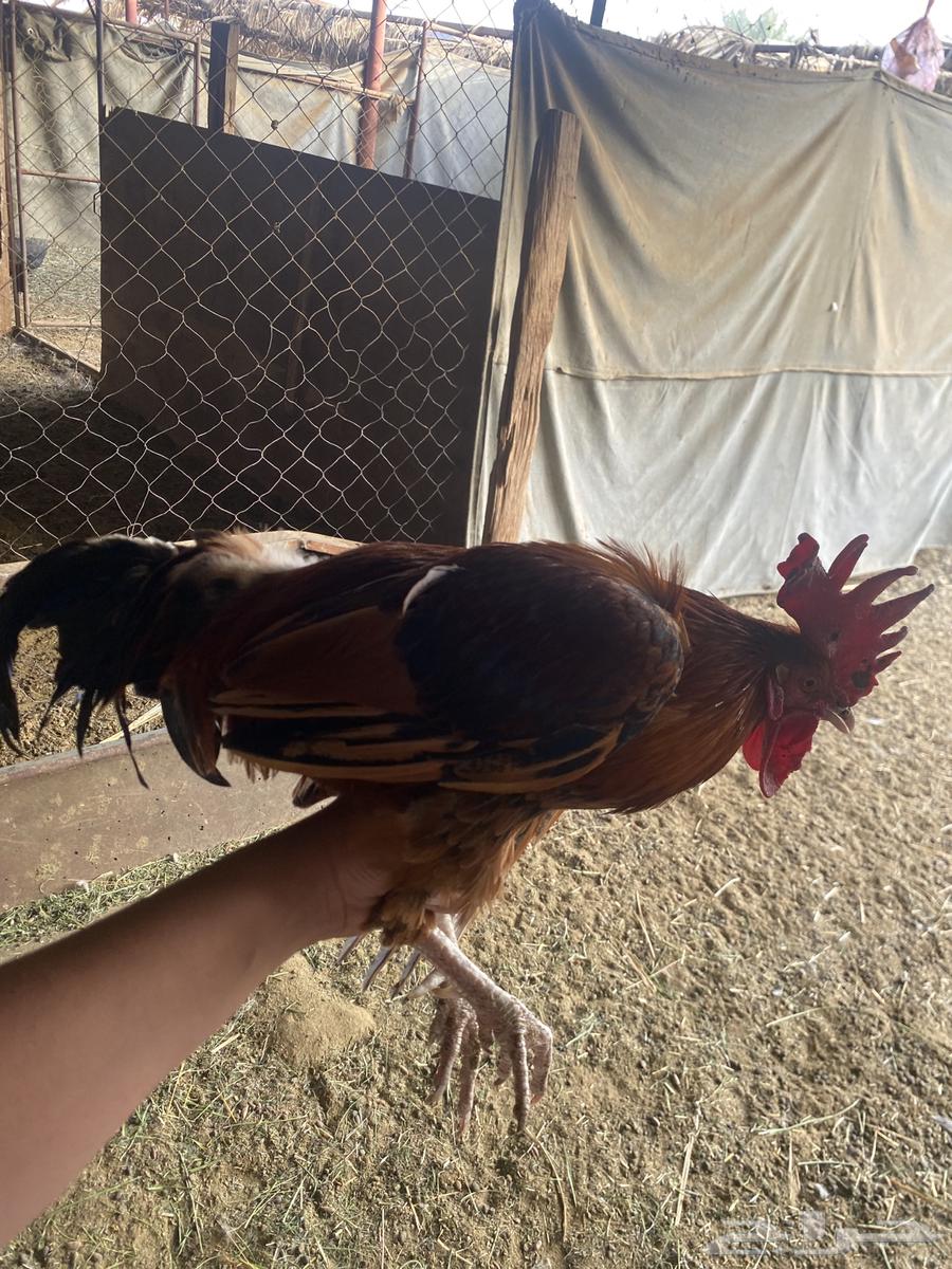 Sold, may God bless its owner.63221066721283112