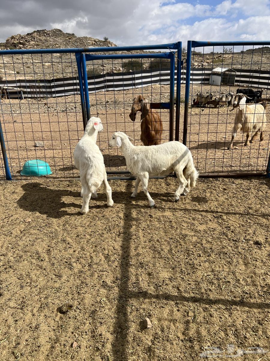 Rokhal freedom and Taliaan Suwakin for sale63220545754241113