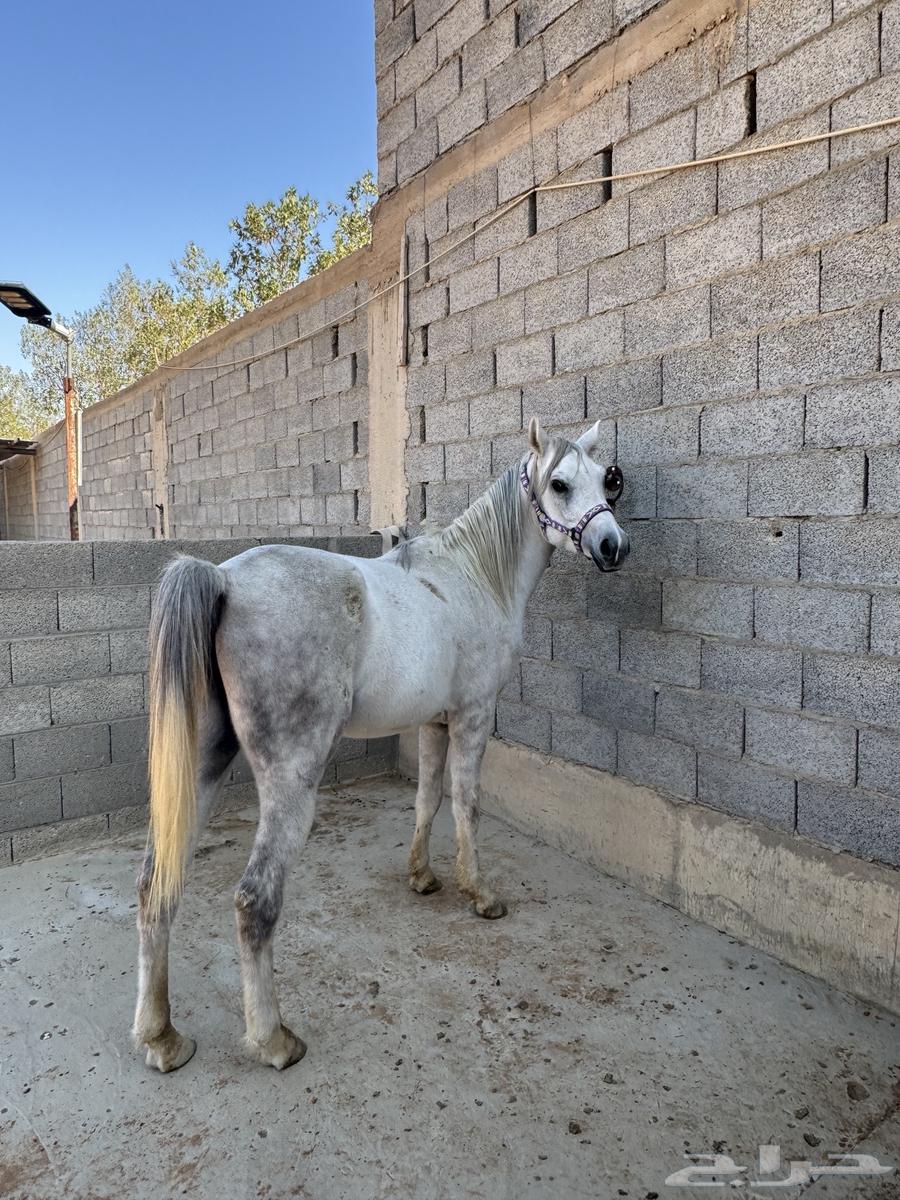 A horse and he is for sale63220538853634114