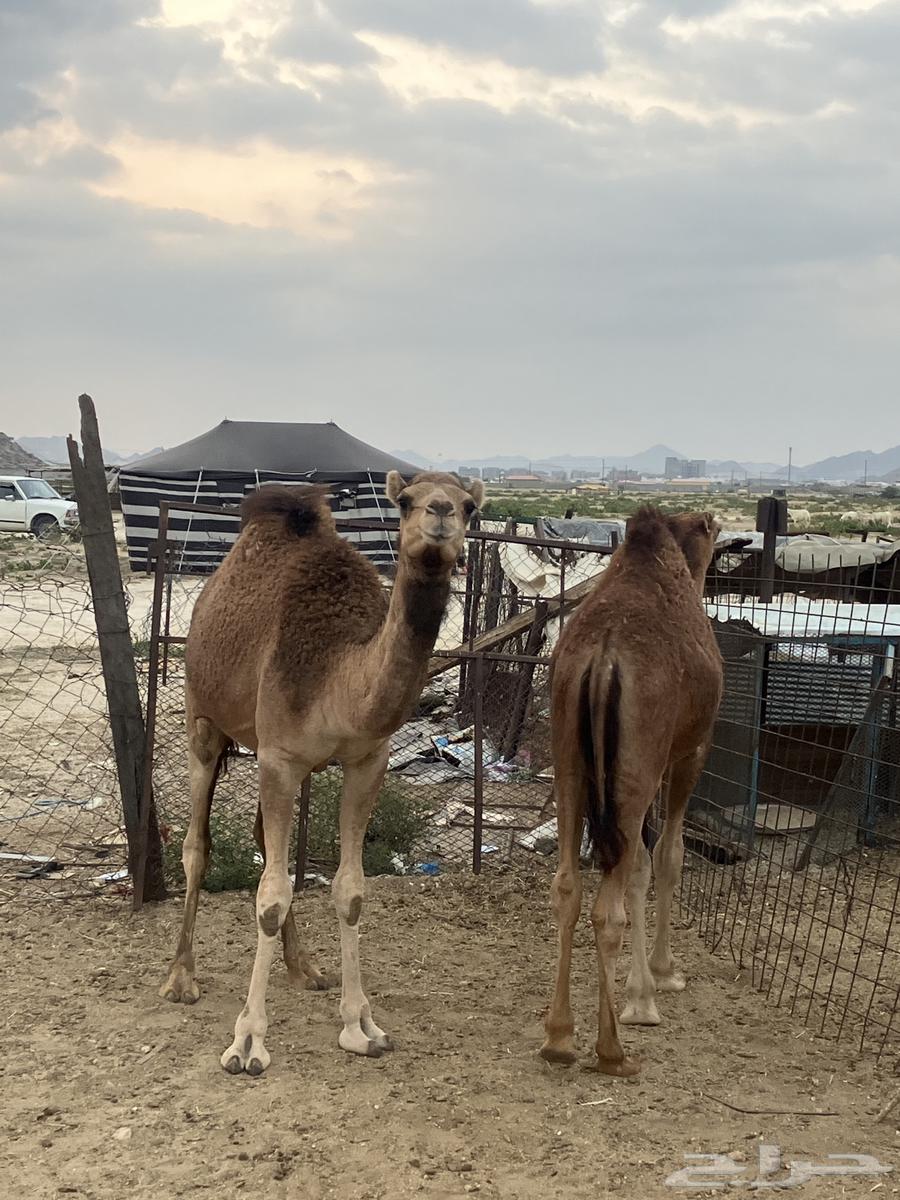 Qaadan was sold outside the site63219553955458111