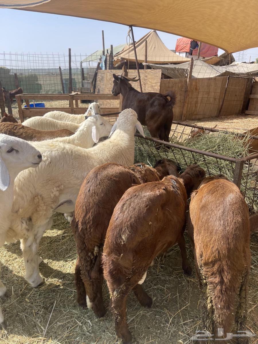 I am a free Italian shepherd, and I raise southern goats near me.63221056740481113