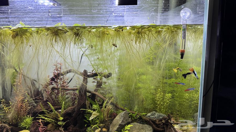 Aquatic plant snail shrimp prawn aquatic plants63219018767619111