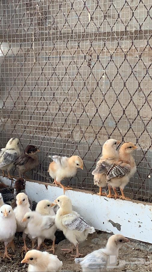 صوص بلدي عمر اسبوعين محصن63220521149953112