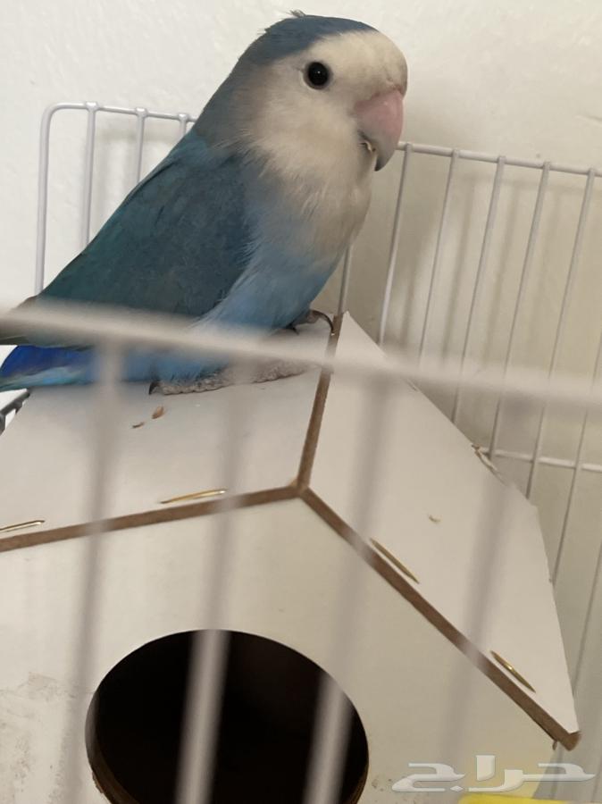 A 7-month-old male bird mentioned that his leg was broken.63221573877121112