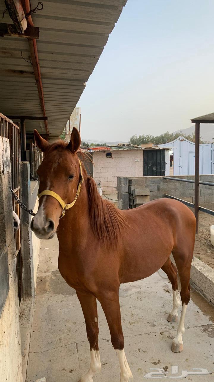 Arabian horse63526834393857111