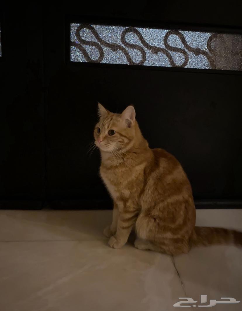 A lost cat63221035282305112