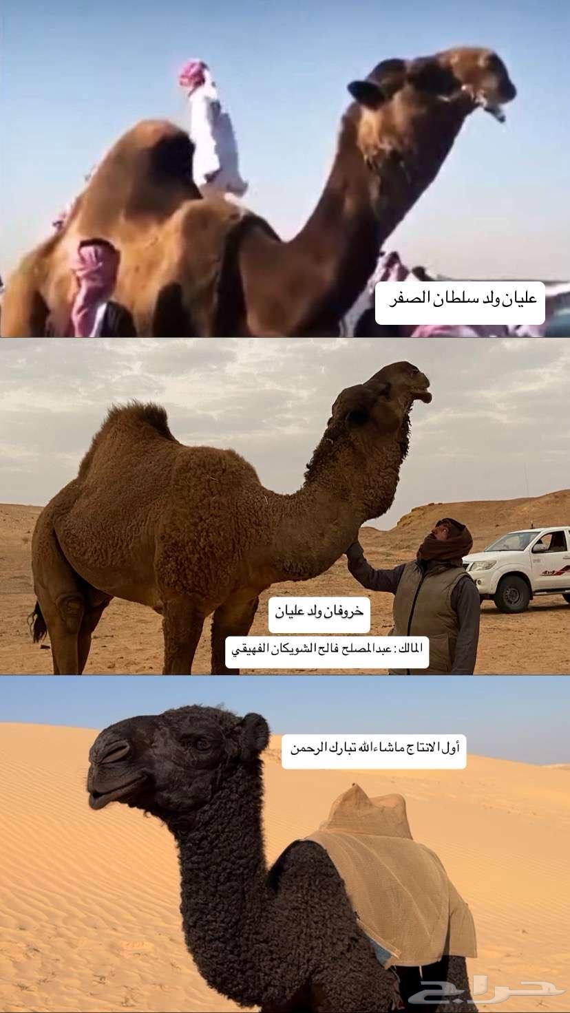 للبيع قعود اول انتاج جملنا63219564223874112