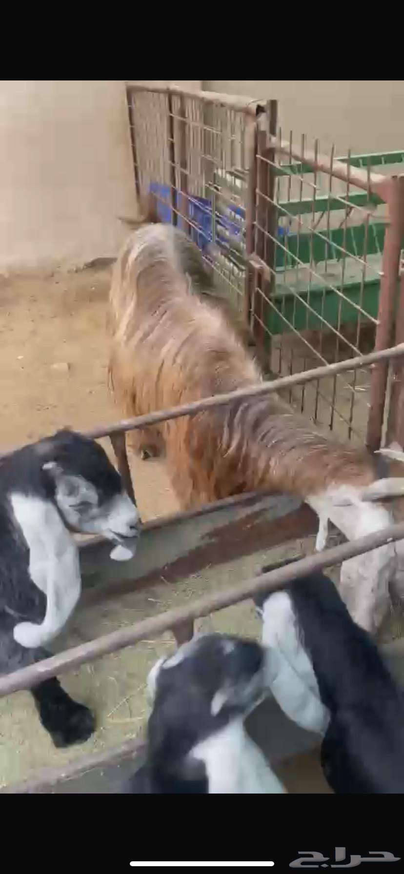 A goat is excellent, her price is 3.63220528731651111