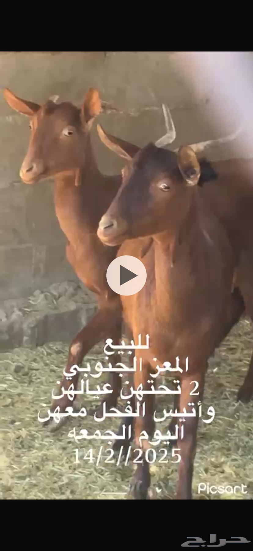 للبيع المعز الجنوبيات تحتهن ثنين والفحل معهن الموقع غطي63220057265923111