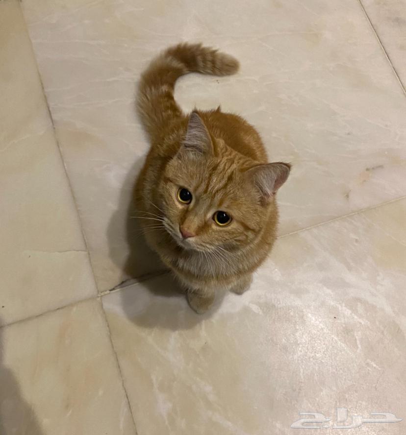A lost cat63221035282305111