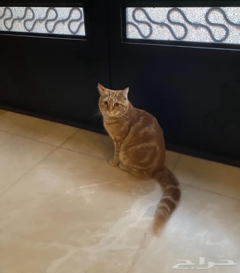 A lost cat63221035282305113