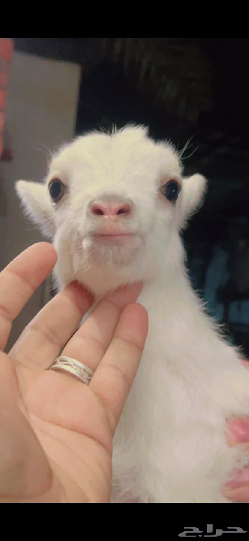 Dwarf goat pure breed, the real original dwarf goat.63220535531011114