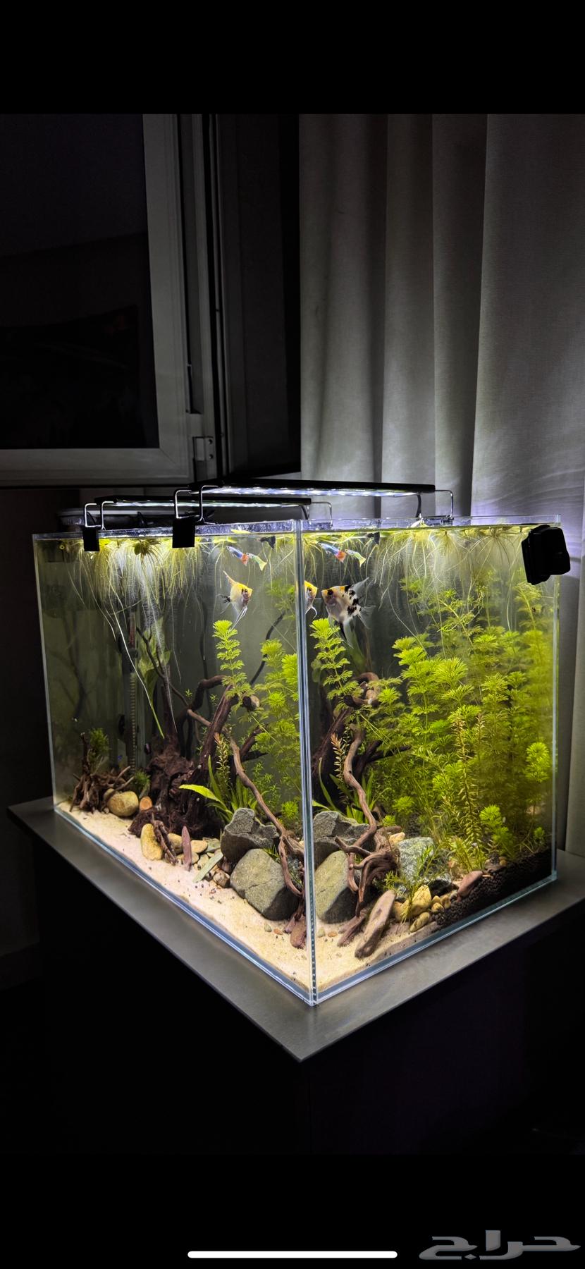 Aquatic plant snail shrimp prawn aquatic plants63219018767619112