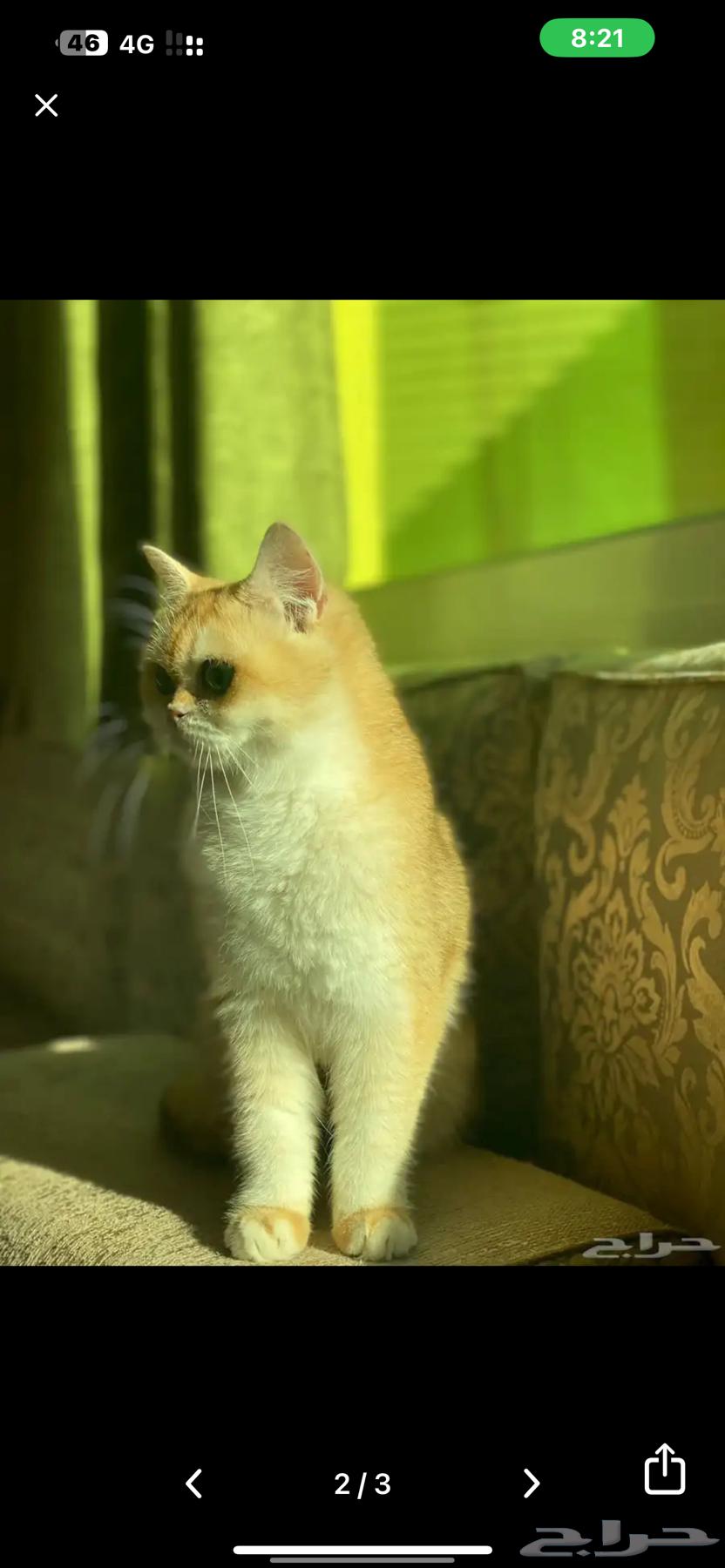 للبيع قطه بريتش بيور63220061104386111