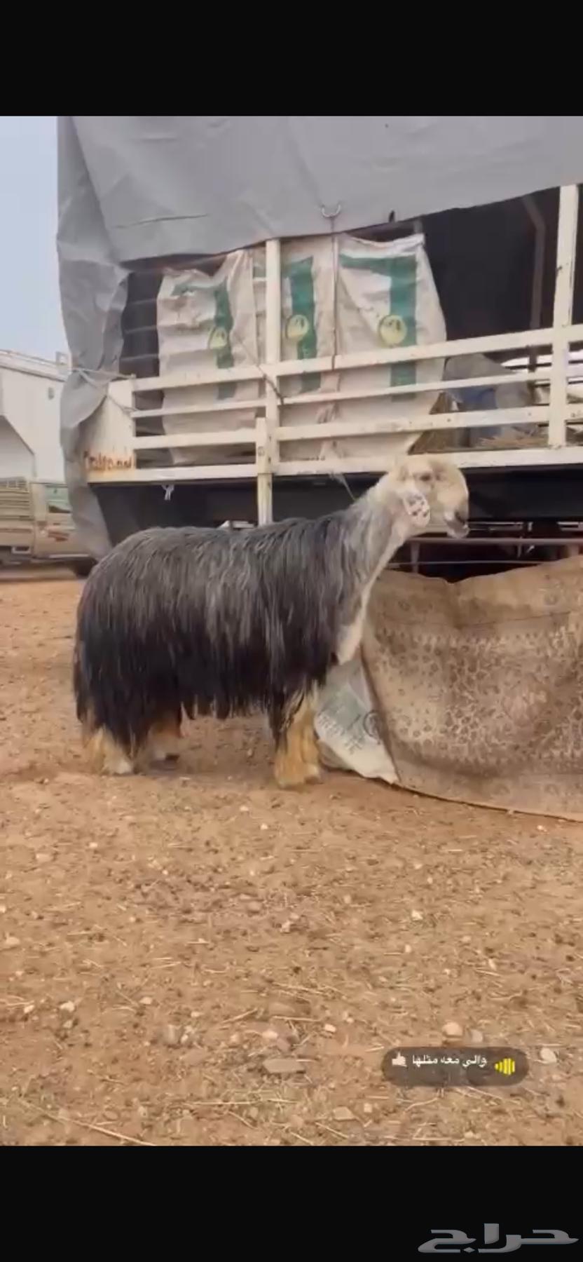For sale, a fine purebred Najdi stallion, proven producer of horse breed.63221041468291113