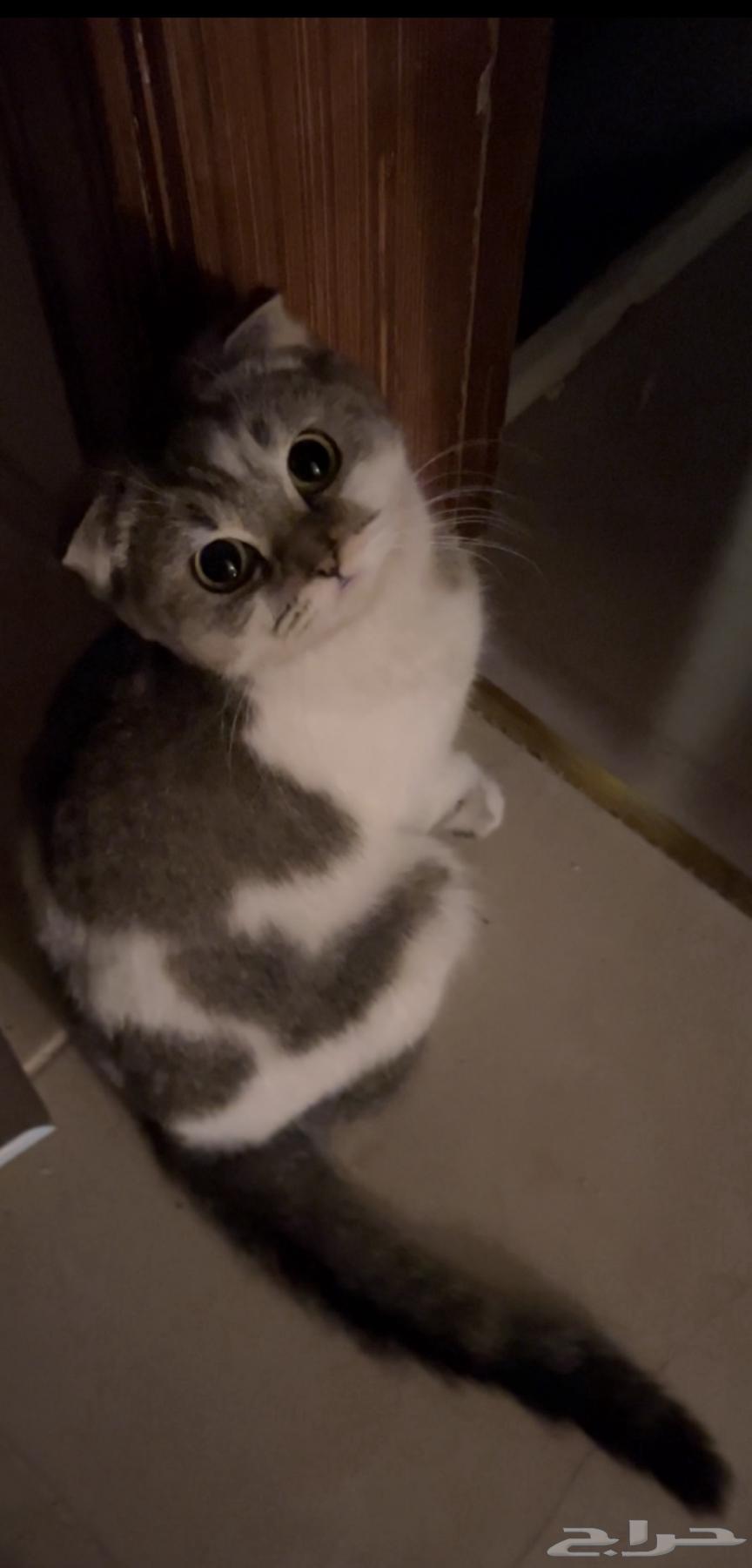 Scottish Fold cat for sale63221049583874112