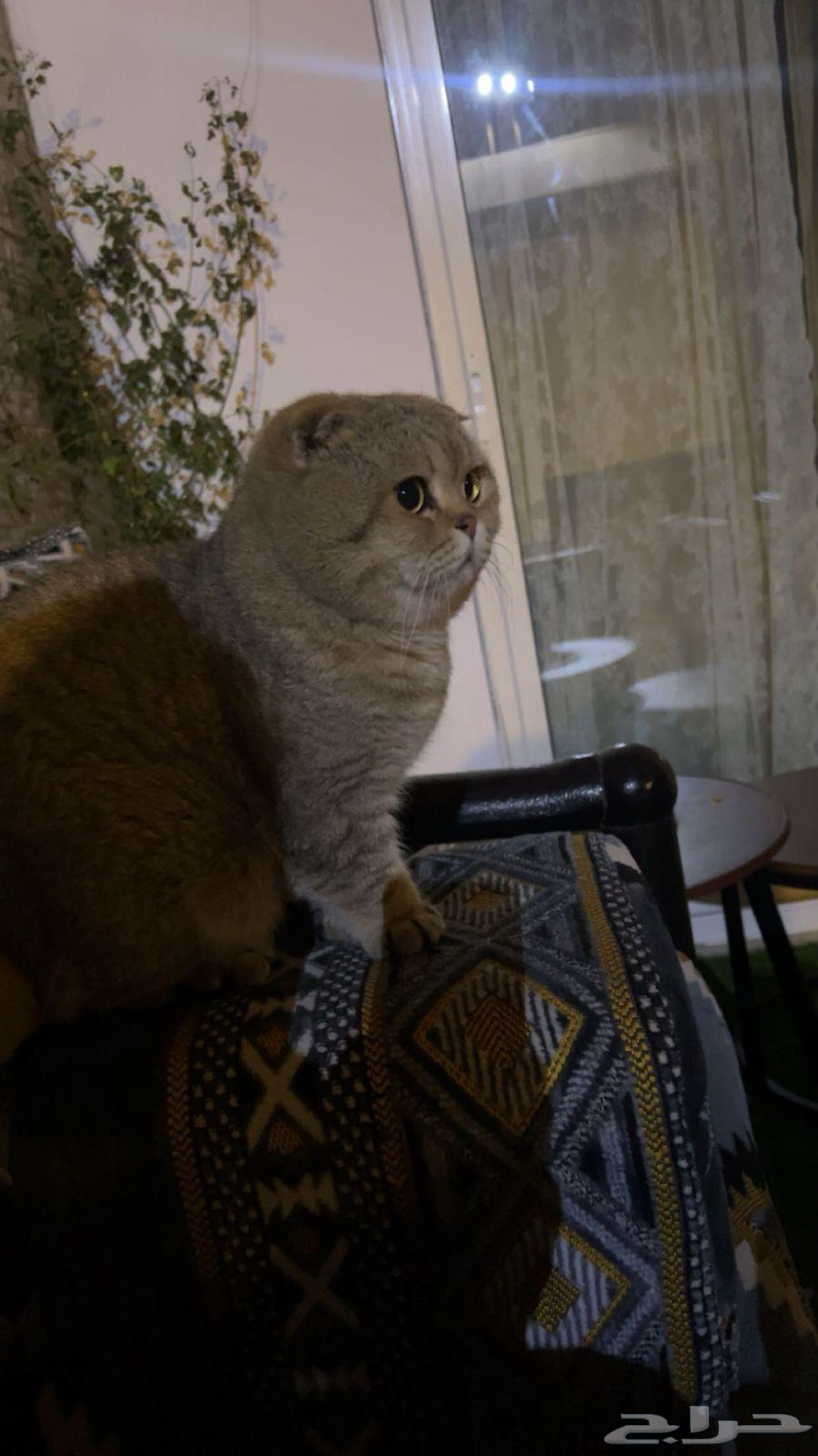Scottish cat for mating63221063359105111