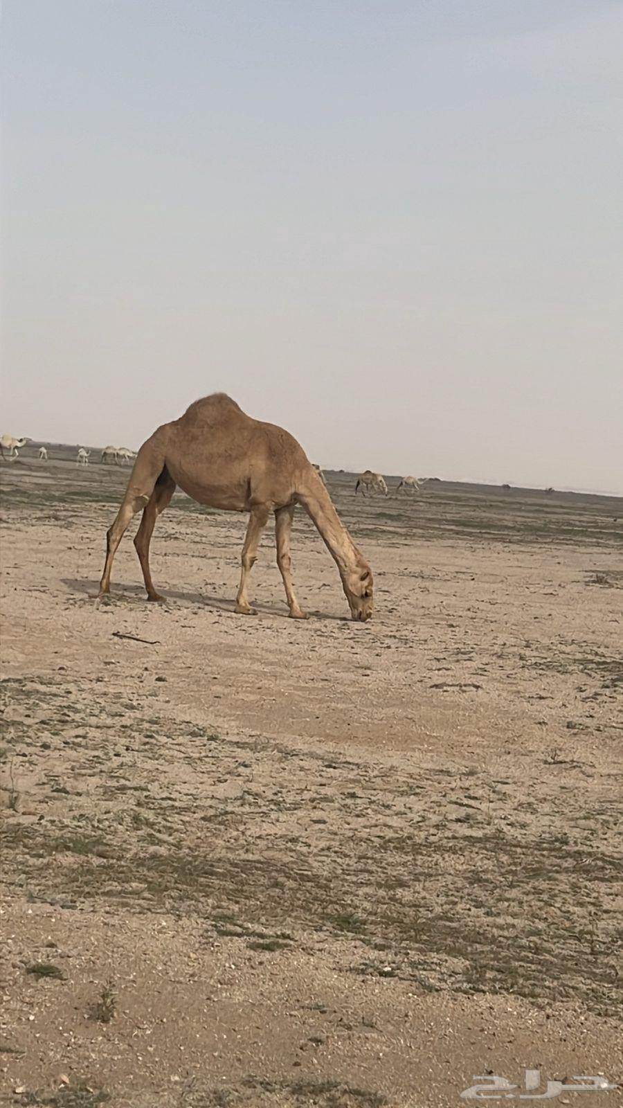 السلام عليكم ناقه معشر كفو شعلا رباع سنها63219564919553111