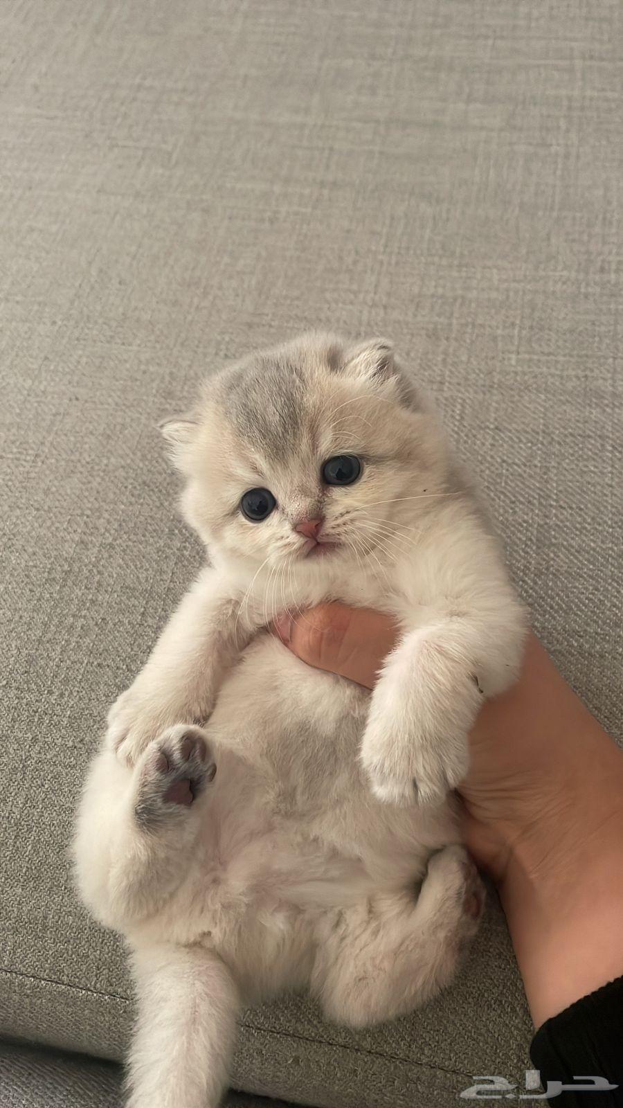 Scottish Fold cat (sold)63221056613249112