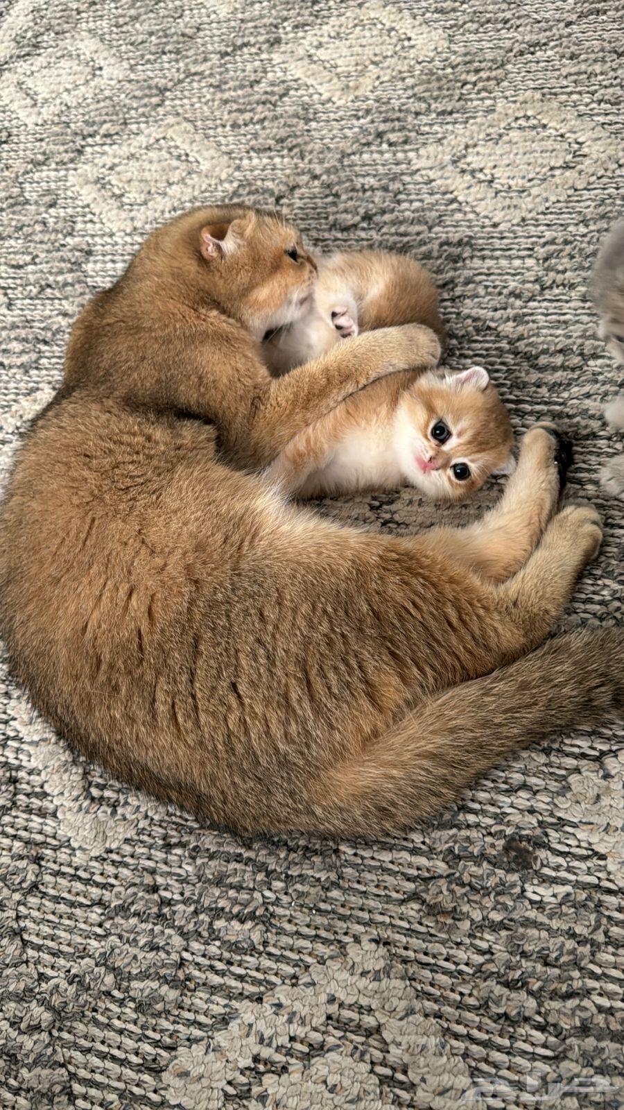 Scottish Fold cat (sold)63221056613249111