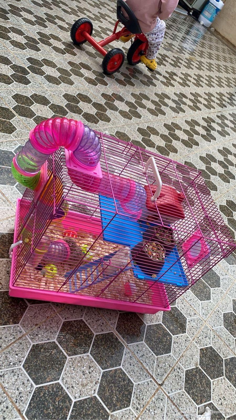 Russian hamster63221053422594111