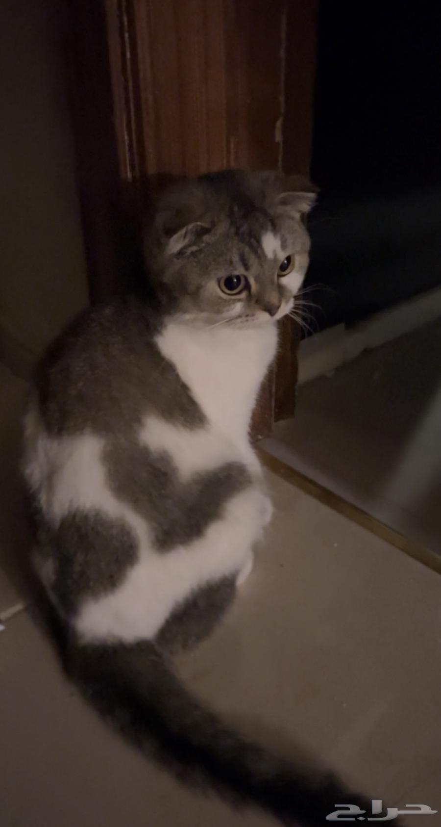 Scottish Fold cat for sale63221049583874111