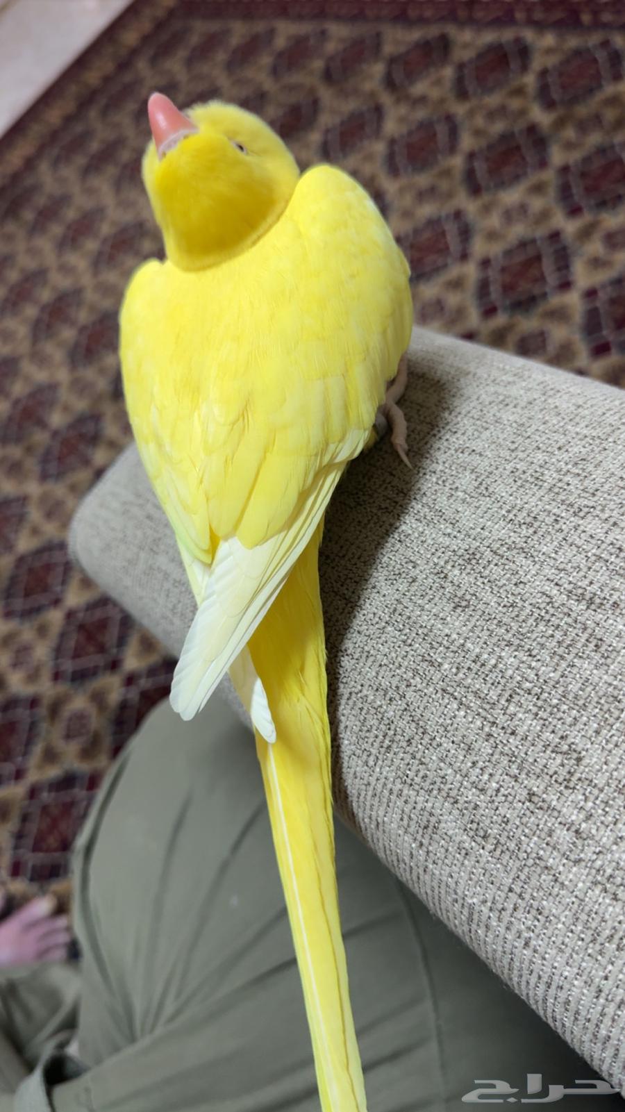 بغبغاء دره لاتينو صفرا تم البيع63219045556481112