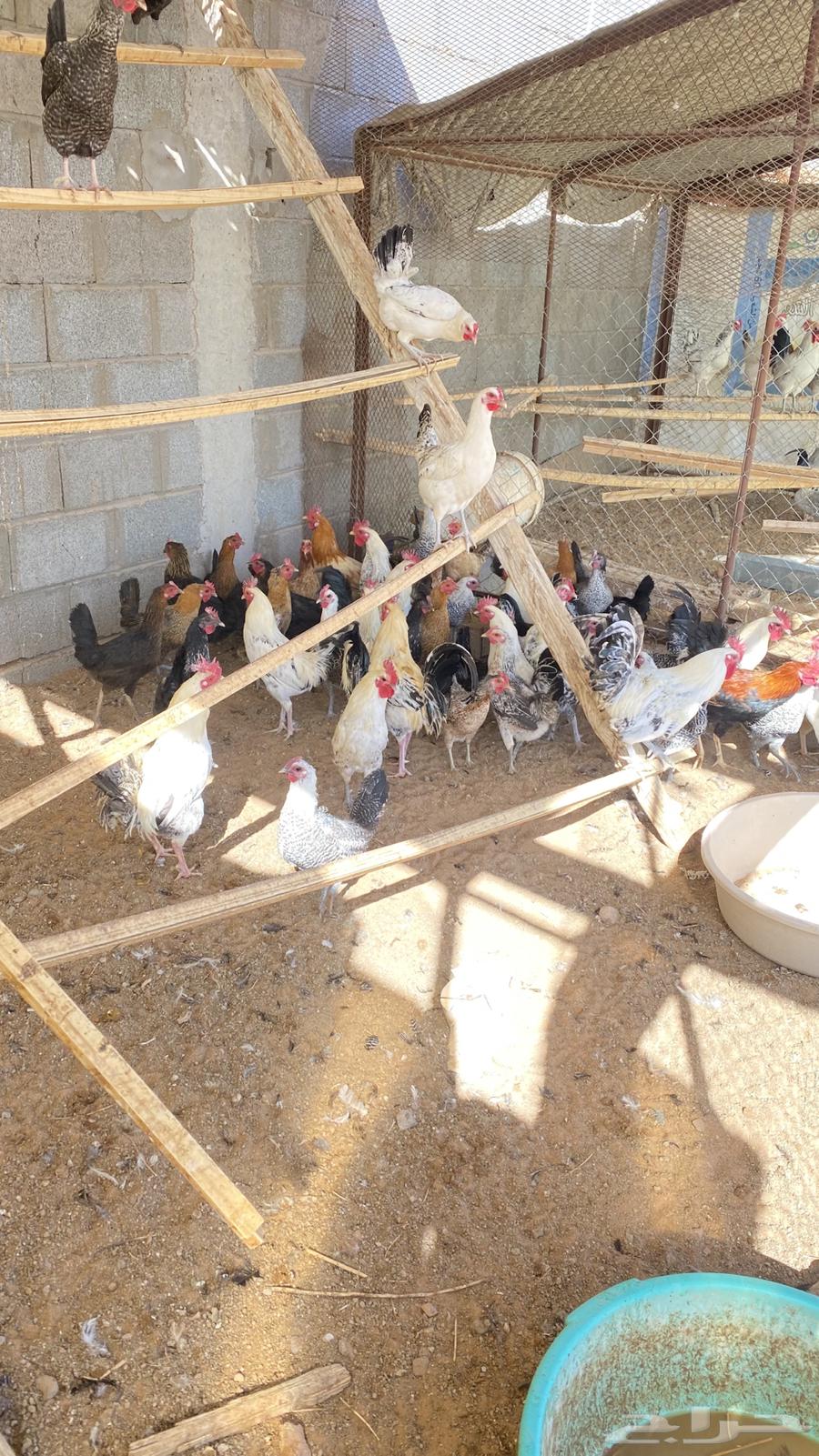 ديكه ودجاج بياض لليبع63216070977922112