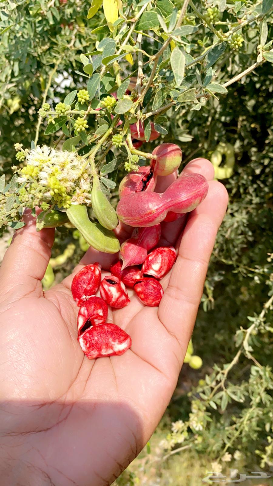 There are - Indian almond seeds.63218019463555110