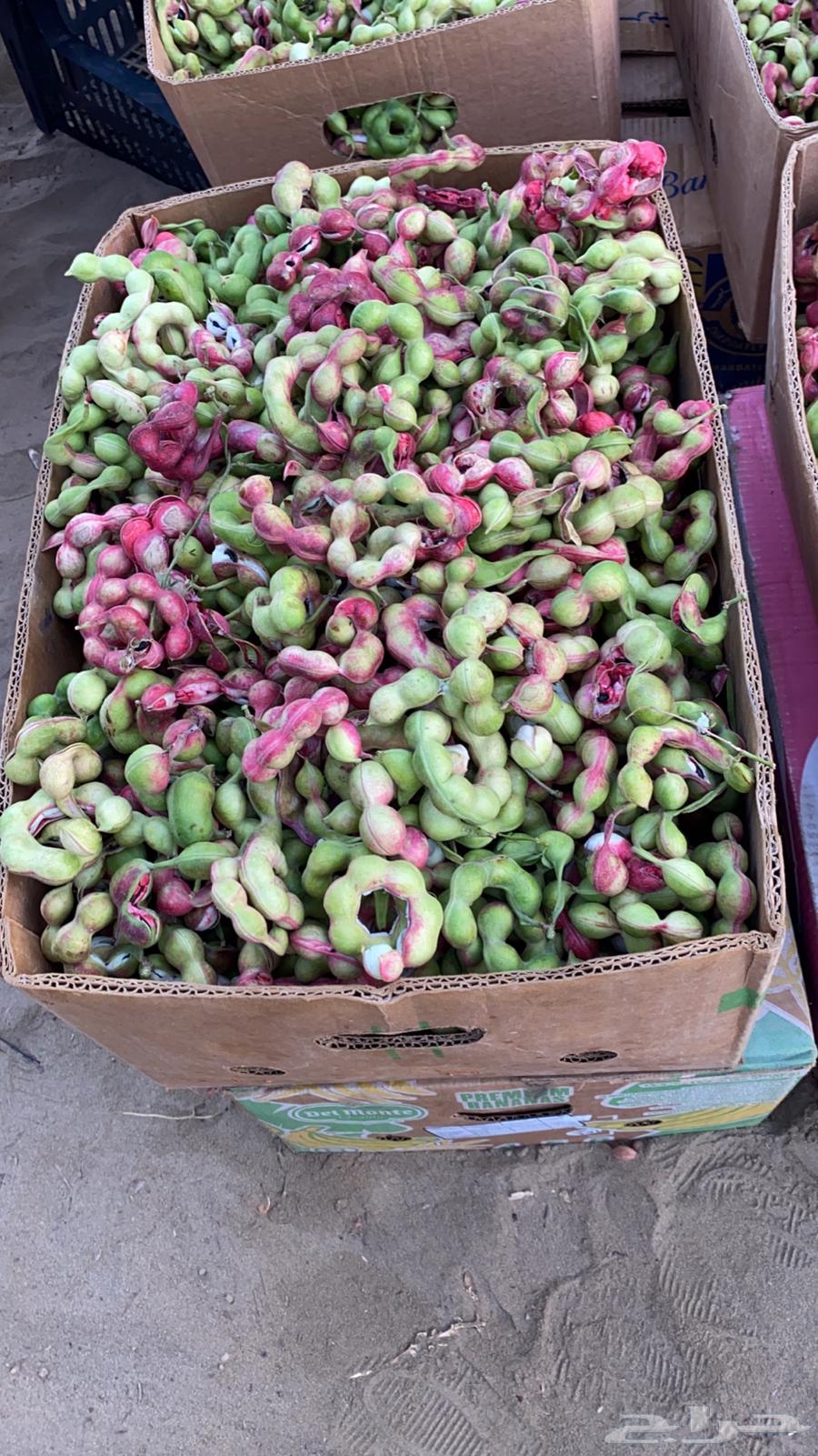 There are - Indian almond seeds.63218019463555113
