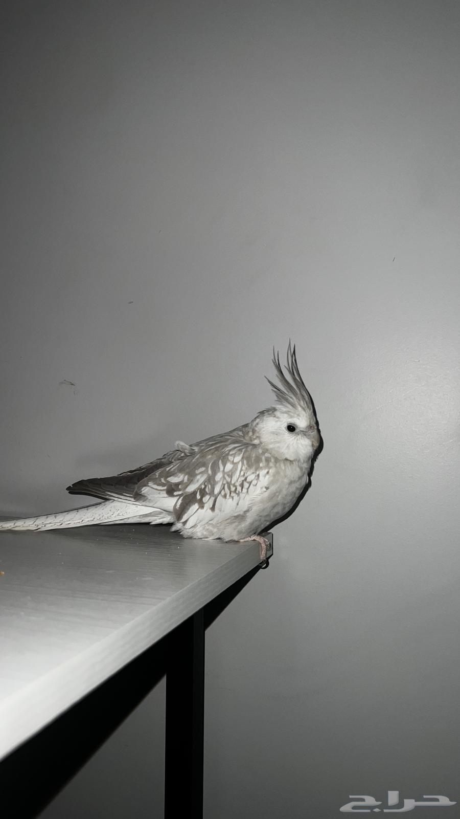 Dutch crow butterfly63221073816705111