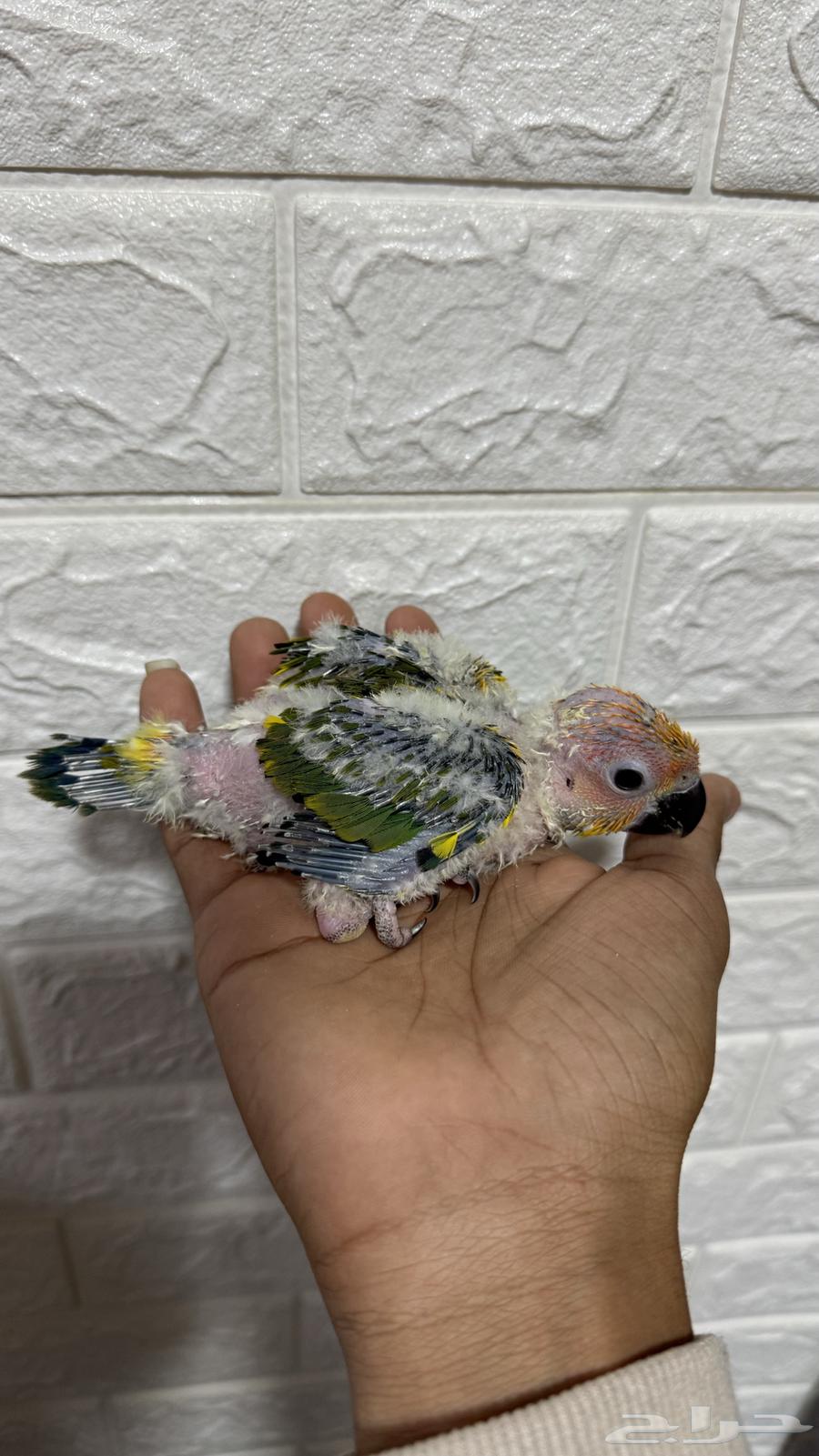 For sale, Sun Junior chick ((Sold))632195792943381124