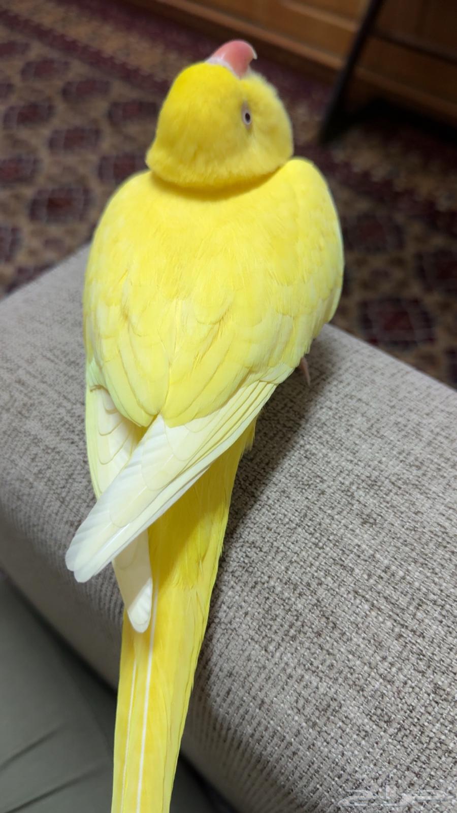 بغبغاء دره لاتينو صفرا تم البيع63219045556481111