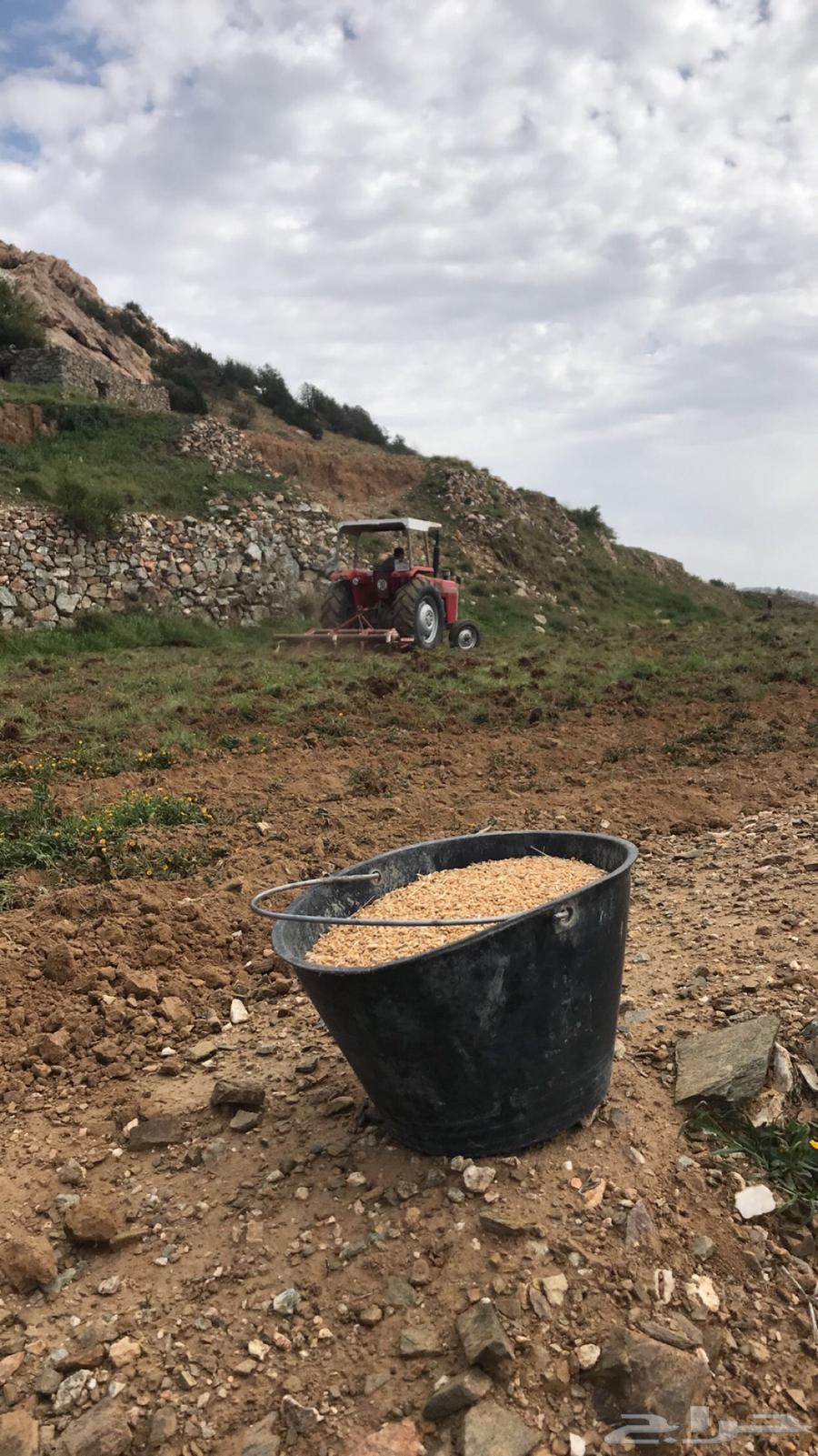 يوجد حنطة استرالي وحنطة نخلية عثري على المطر63216550846977112
