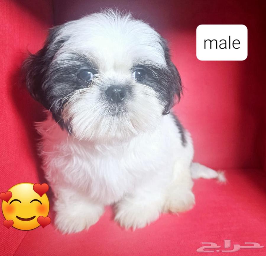 للبيع كلاب شيتزو shi tzu for sell63217053645955114