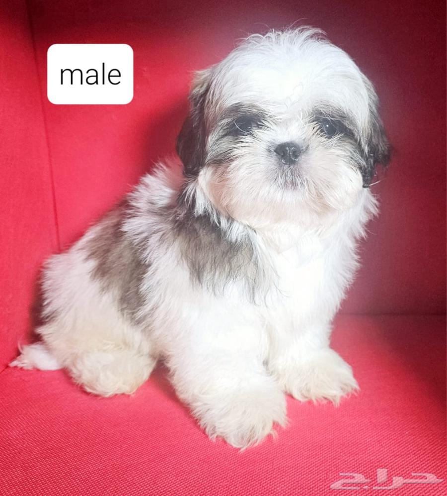 للبيع كلاب شيتزو shi tzu for sell63217053645955112