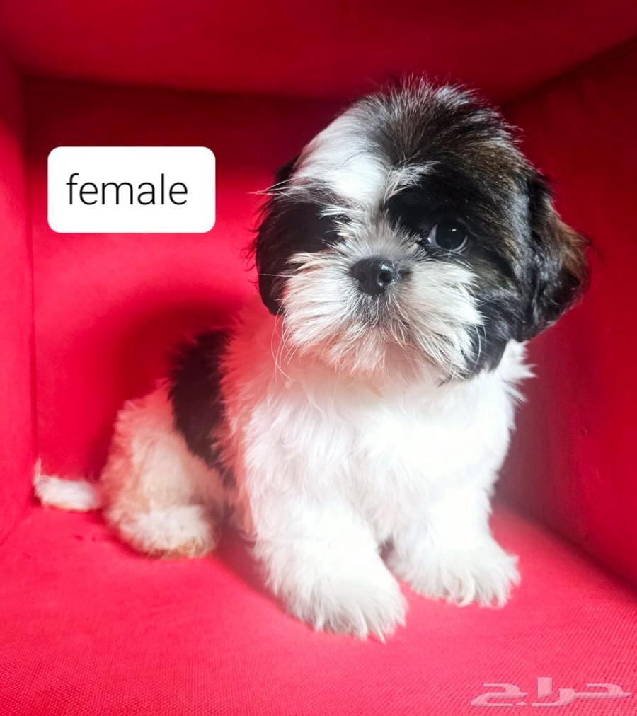للبيع كلاب شيتزو shi tzu for sell63217053645955111