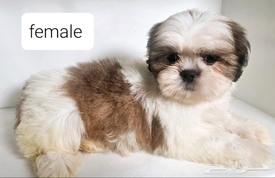 للبيع كلاب شيتزو shi tzu for sell63217053645955113