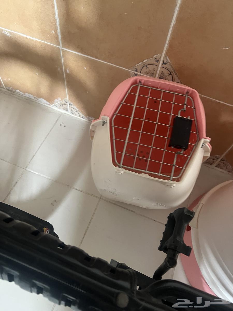 اغراض قطط63219585830658111
