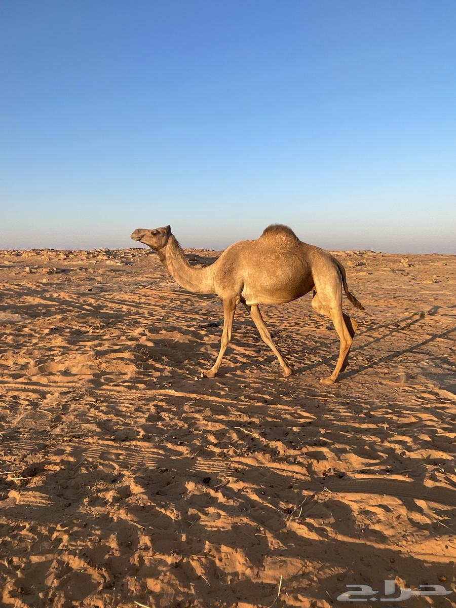 مهجنه معشر على بعير طيب63525716598657111