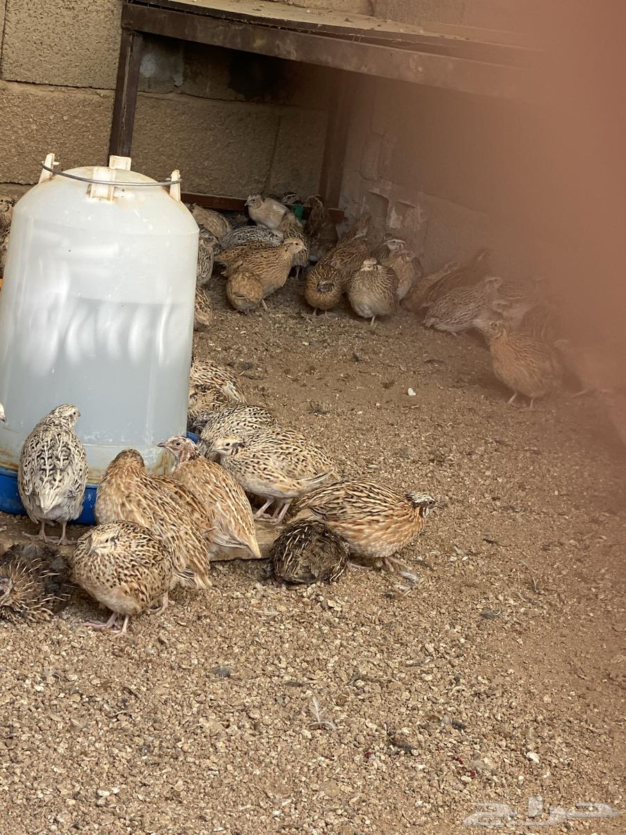 سمان للبيع63219045271554113