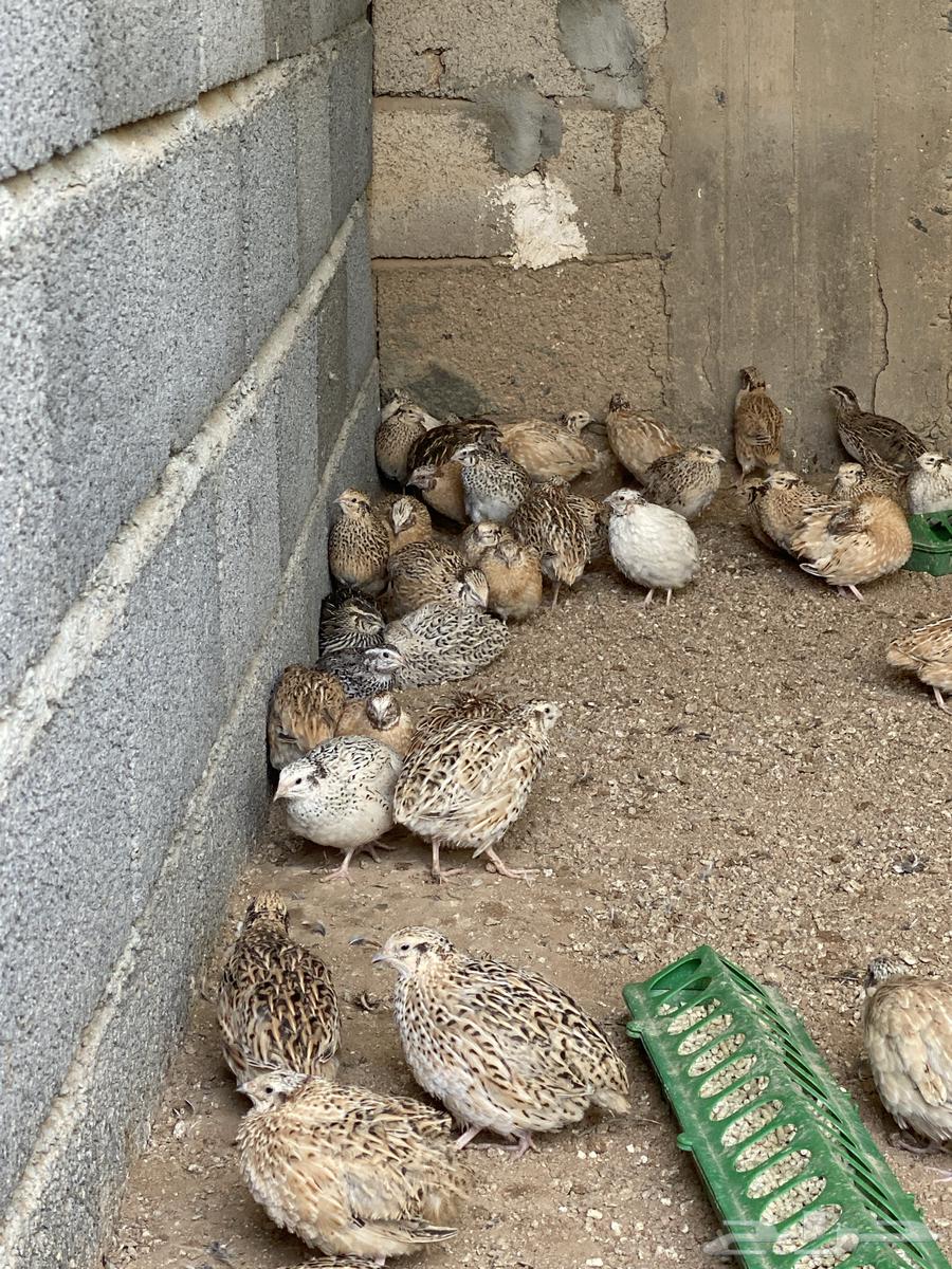 سمان للبيع63219045271554112