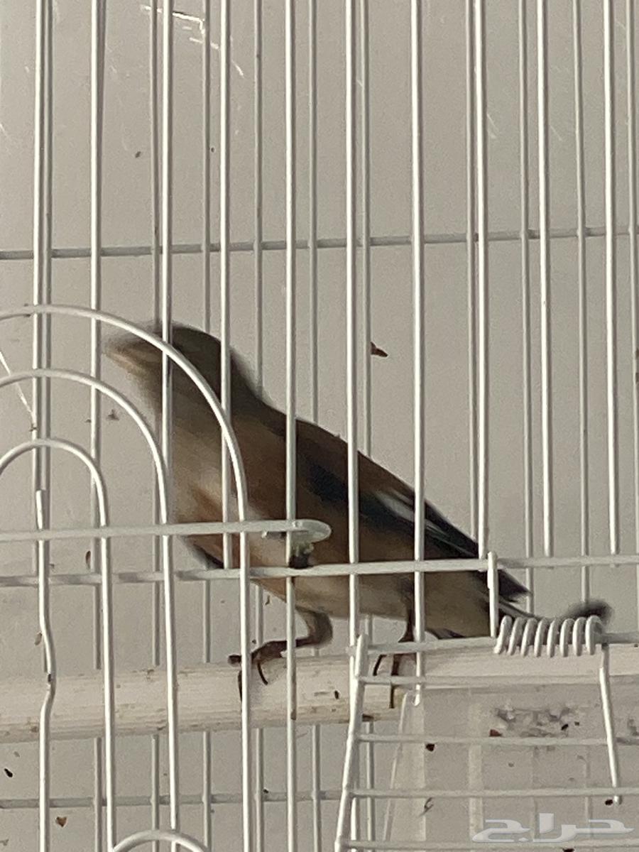 Good Yemeni pigeon, large Canary, sold.63217548494465114