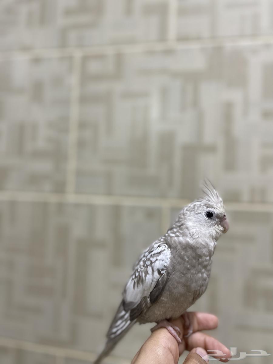 A female crow, tame. Sold.632190343744021126