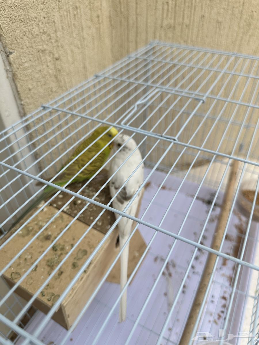 عصافير للبيع63526254675330113