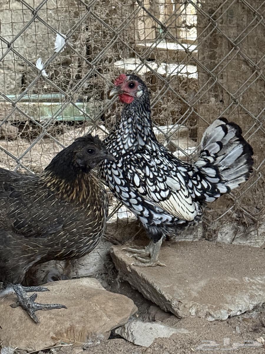 Sprite chicken - Sold63217545350531111