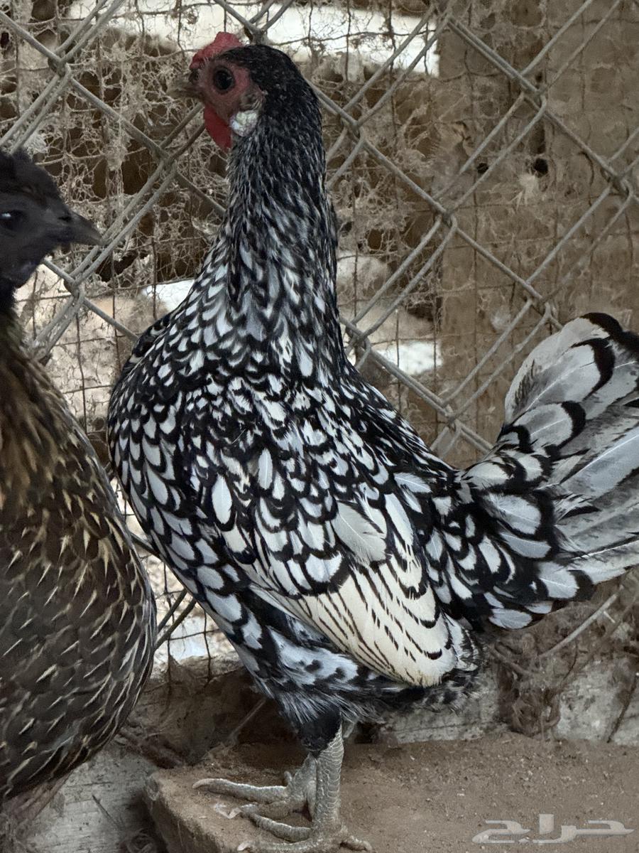 Sprite chicken - Sold63217545350531112