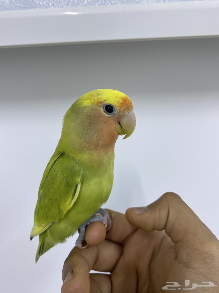Bird of the day632190491827231125